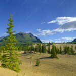 Carcross desert with trees and mountain and beutifull sky