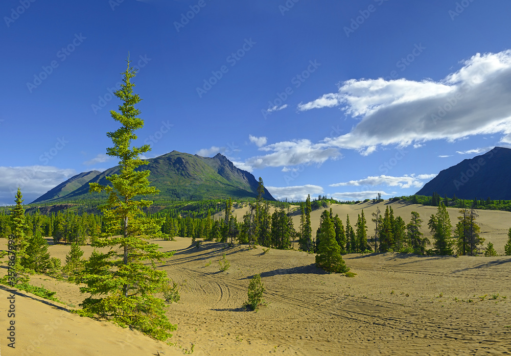 Carcross desert with trees and mountain and beutifull sky