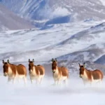 Tibetan wild ass in Ladakh