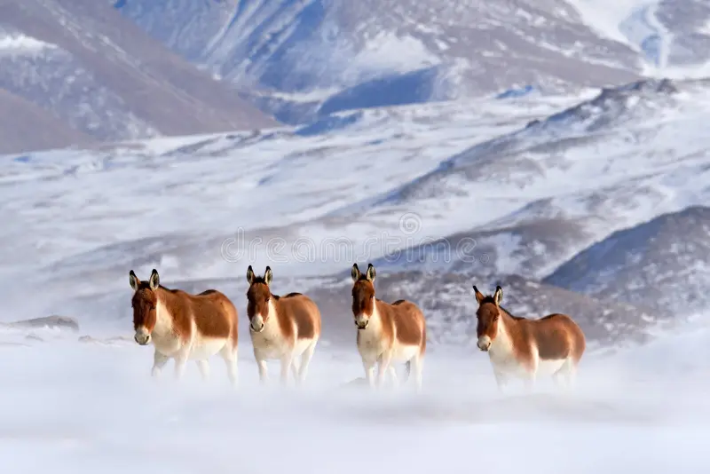 Tibetan wild ass in Ladakh