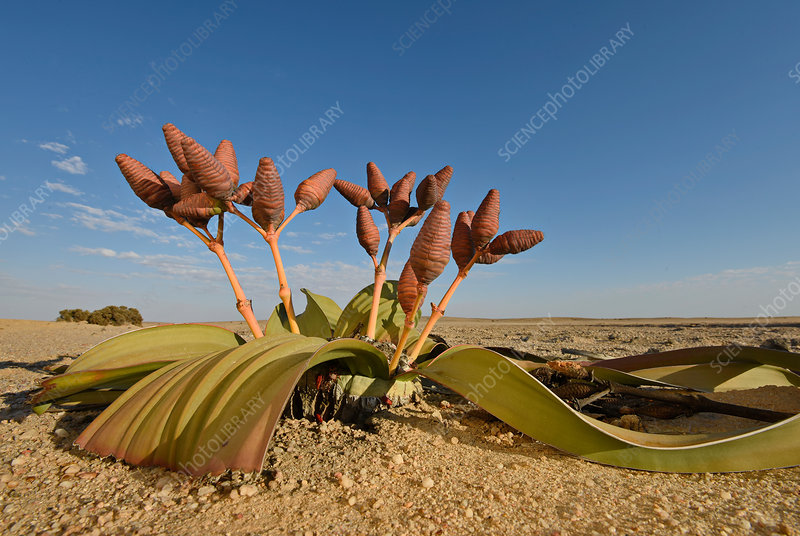 Welwitschia mirabilis in the Namib Desert